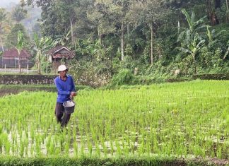 Kementan Buka e-RDKK 2027, Validasi Data Petani Diperketat