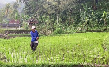 Kementan Buka e-RDKK 2027, Validasi Data Petani Diperketat