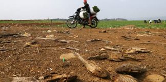Akibat El Nino, IMF Peringatkan Ketahanan Pangan Global Memburuk