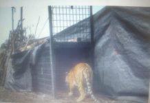 Kemenhut Amankan Harimau Sumatra yang Berkonflik dengan Manusia di Kabupaten Pelalawan