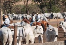 Australia Tertekan, Daging Sapi Brasil Kuasai Ekspor Global